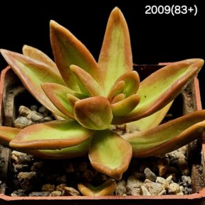 Sedum nussbaumerianum `Orange Delight` (6x6)- 2009(83+)