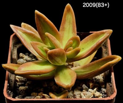 Sedum nussbaumerianum `Orange Delight` (6x6)- 2009(83+)