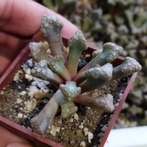 Titanopsis hugo-schlechteri exMG 1872.2 | 103