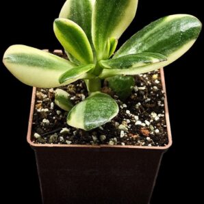 Crassula ovata `Alba` fa. variegate (7x7)-2011(76)