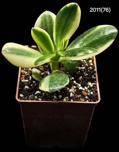 Crassula ovata `Alba` fa. variegate (7x7)-2011(76)