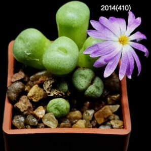 Conophytum minutum (7h,)- LAV 26670A, (3х3)- 2014(410)