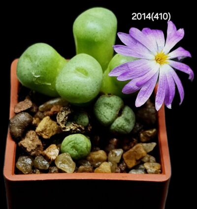 Conophytum minutum (7h,)- LAV 26670A, (3х3)- 2014(410)