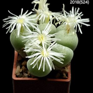 Conophytum uviforme (8h)- S.Blomberg Pass, AP(3x3)- 2018(524)