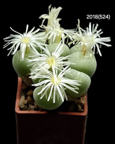 Conophytum uviforme (8h)- S.Blomberg Pass, AP(3x3)- 2018(524)