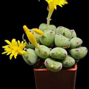 Conophytum meyeri `leopardinum` (13h) -VD 5612, COP 139-87 (3x3)-2019(498)