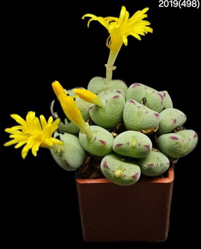 Conophytum meyeri `leopardinum` (13h) -VD 5612, COP 139-87 (3x3)-2019(498)