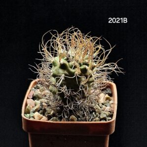Turbinicarpus pseudomacrochele (5x5)-2021B