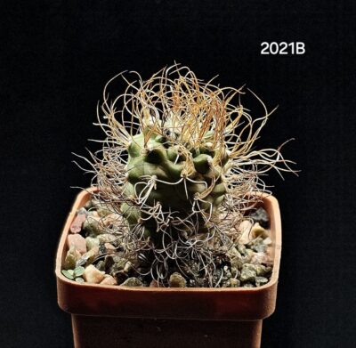 Turbinicarpus pseudomacrochele (5x5)-2021B