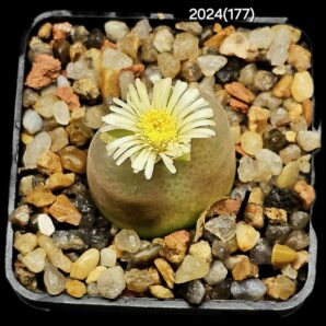 Conophytum maughanii ssp. armeniacum -COP 297- 2(5x5)-2024(177)