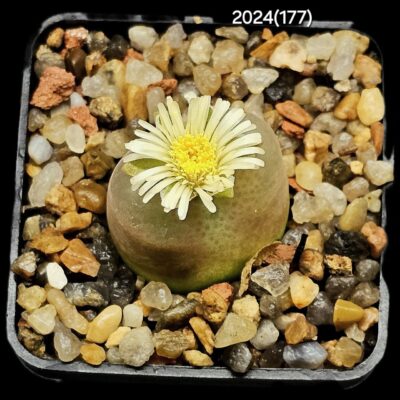 Conophytum maughanii ssp. armeniacum -COP 297- 2(5x5)-2024(177)