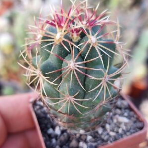 Thelocactus bicolor ssp.schwarzii CZ17 | 88