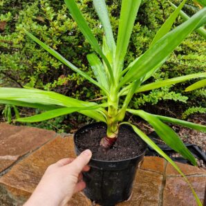 Yucca elephantipes