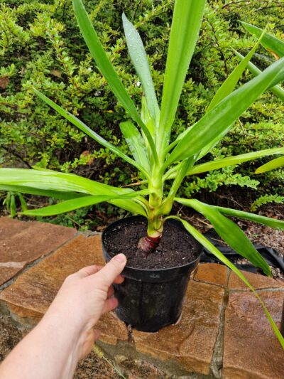 Yucca elephantipes