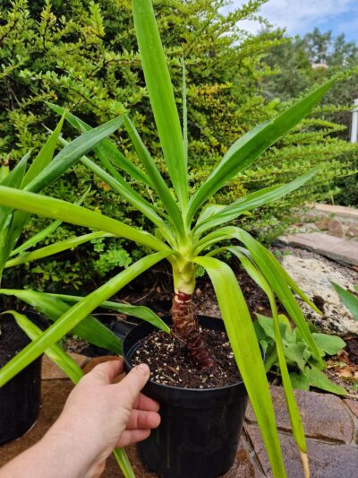 Yucca elephantipes - Зображення 2