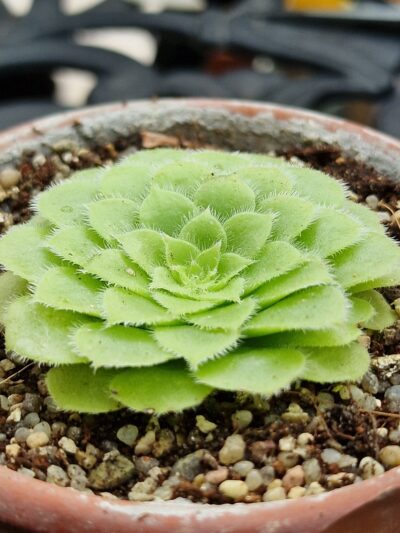 Aeonium tabuliforme - Зображення 2