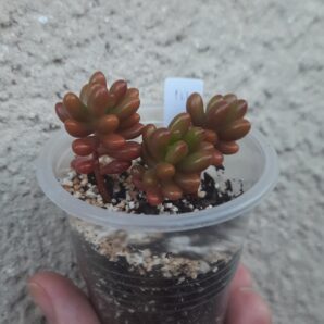 Sedum rubrotictum