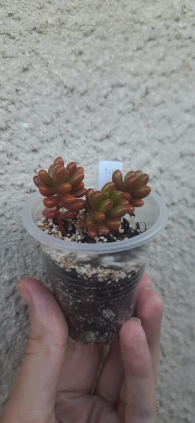 Sedum rubrotictum
