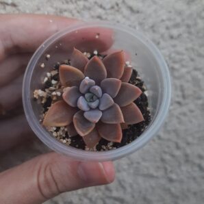 Graptopetalum rusbyi hybrid