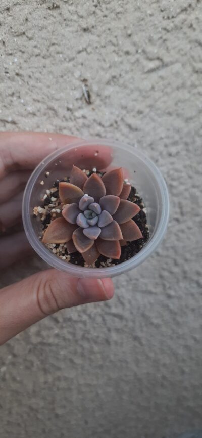 Graptopetalum rusbyi hybrid