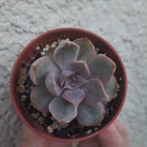 Echeveria Dark Desire