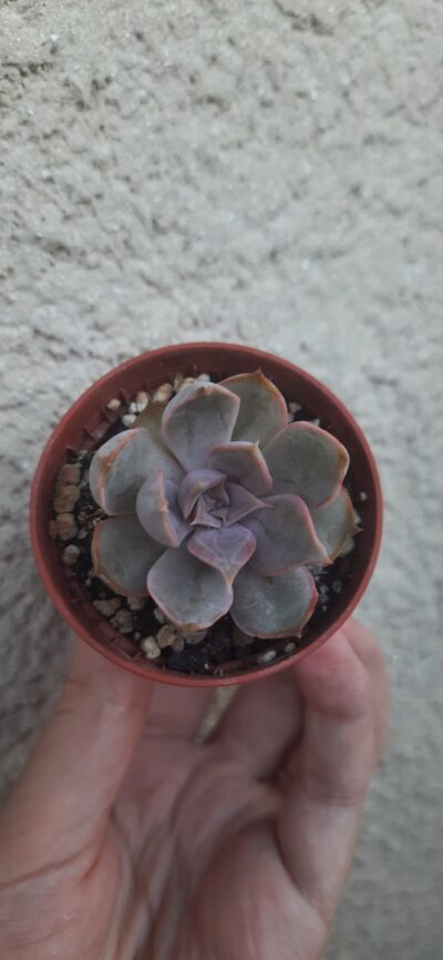 Echeveria Dark Desire