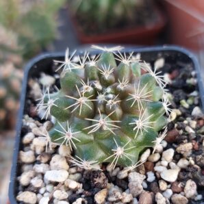 Copiapoa tenuissima | 17