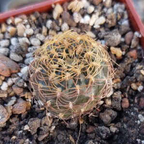 Sulcorebutia candia