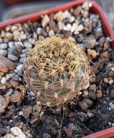 Sulcorebutia candia