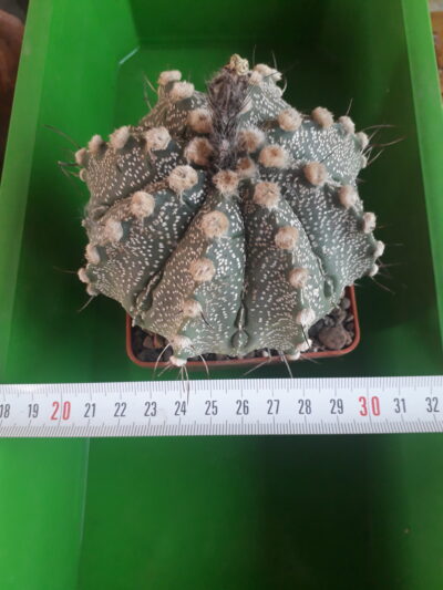 Astrophytum hybrid SEN(AU)-AS