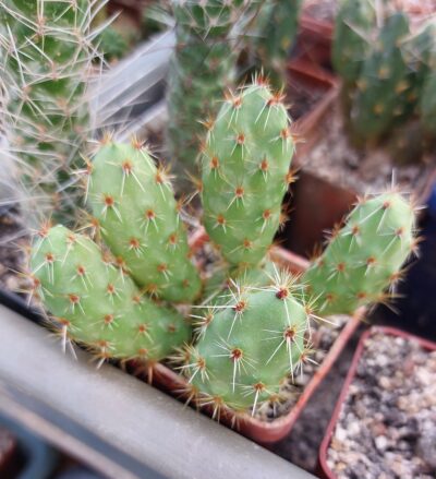 Tunilla sp.