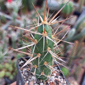 Maihueniopsis darwinii var. hickenii MK 123 | 57