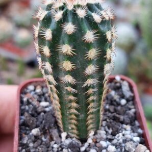 Echinocereus reichenbachii ssp.beileyi HK1448 | 26