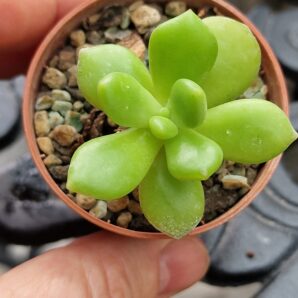 Cremnophila linguifolia