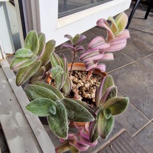 Tradescantia sillamontana variegata