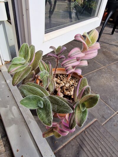 Tradescantia sillamontana variegata