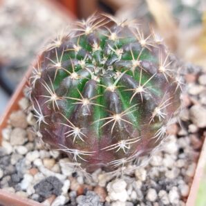 Lobivia arachnacantha aff.nigra