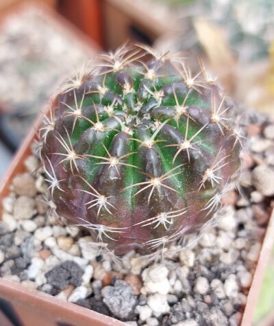 Lobivia arachnacantha aff.nigra