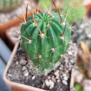 Lobivia backebergii