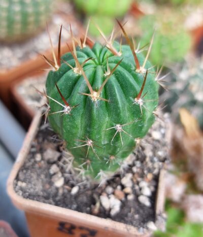 Lobivia backebergii