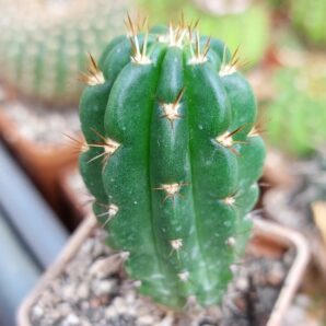 Echinopsis ayopayana