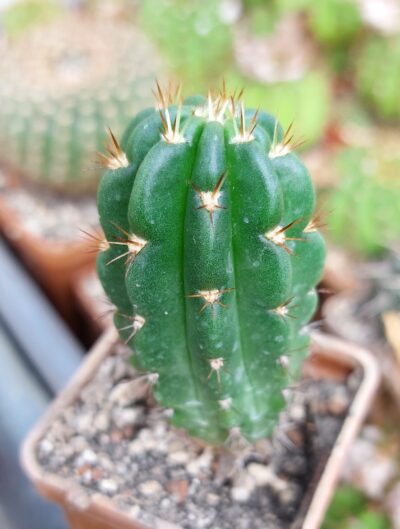 Echinopsis ayopayana
