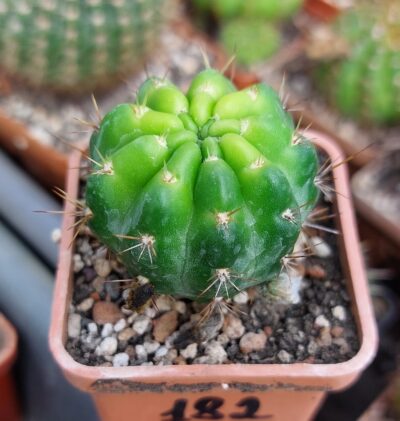 Lobivia hertrichiana
