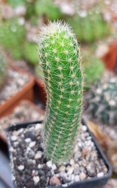 Chamaelobivia cv. "Escarlata O'hara" - Зображення 2