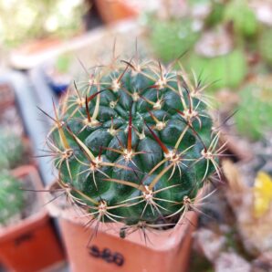 Lobivia tiegeliana