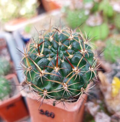 Lobivia tiegeliana