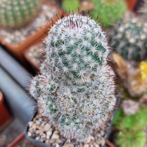 Mammillaria microhelia | 55