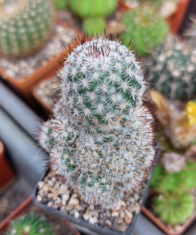 Mammillaria microhelia