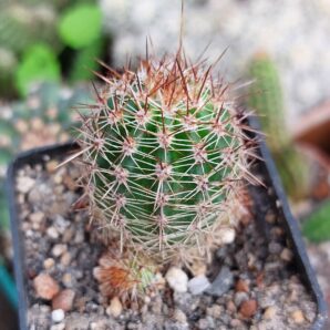 Lobivia aurea v.shaferi