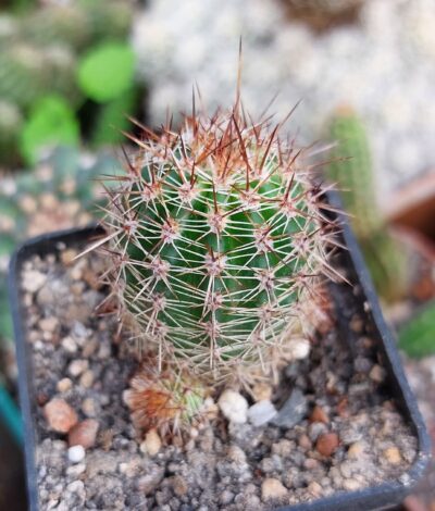 Lobivia aurea v.shaferi